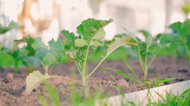 Smooth camera movement near broccoli sprout growing in a vegetable garden, close-up