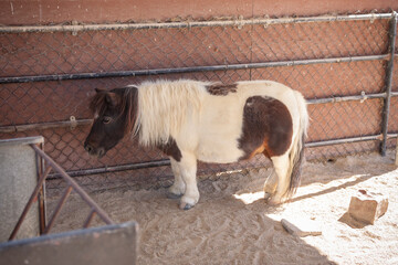 Cream and Brown Spotted Miniature House Standing in Shade near Feed Trough