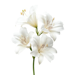 Obraz premium Elegant White Lilies Close-up of Blooming Flowers on Black Background