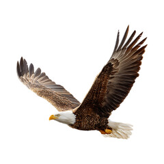 Obraz premium Majestic Bald Eagle in Flight Powerful Bird Photography against transparent background
