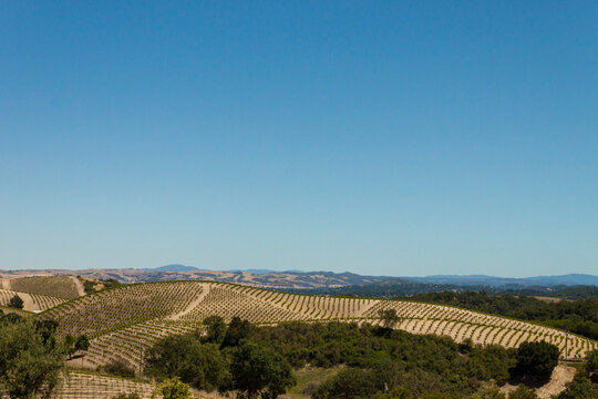Hills and Vineyards in Paso Robles California