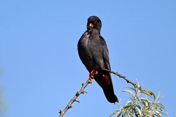 Rotfußfalke - Männchen // Red-footed falcon - male (Falco vespertinus)