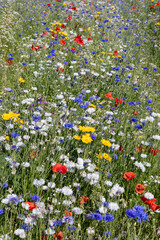 Veld met rode, gele, blauwe en witte bloemen