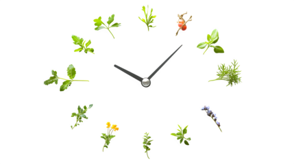 Surreal concept: A classic analog clock face where the numbers are replaced by tiny, detailed phases of plant growth (seed, sprout, flower, fruit), isolated on Transparent background