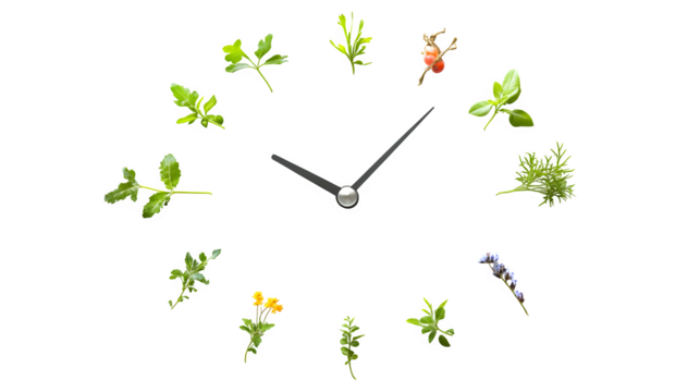 Surreal concept: A classic analog clock face where the numbers are replaced by tiny, detailed phases of plant growth (seed, sprout, flower, fruit), isolated on Transparent background