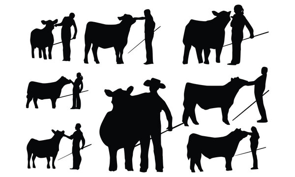 silhouette of livestock cattle show