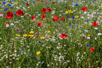Veld met rode, gele, blauwe en witte bloemen