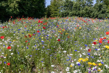 Kleurrijk veld met veldbloemen