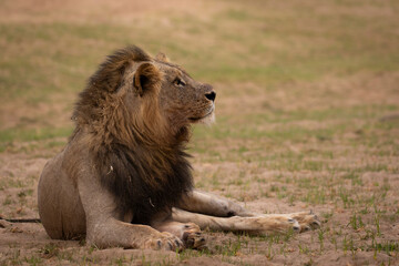 Portrait of male lion looking up