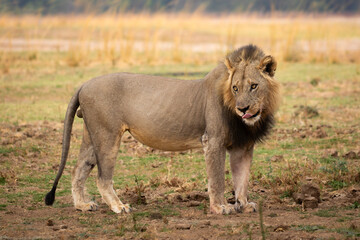 Standing male lion