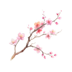 Fototapeta premium Cherry blossom branch in soft pink watercolor on transparent background