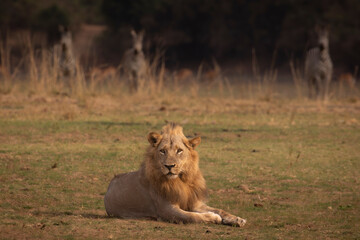 Male lion looks at camera with zebra watching 