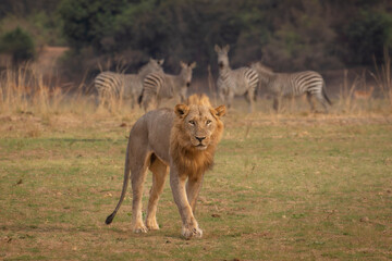Male lion walking while zebra watch