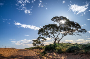 Dusty dirt road with sun rays shining through Mallee roadside tree