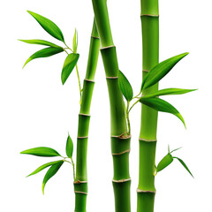 Green bamboo stalks and leaves isolated on transparent background
