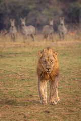 Portrait photo of male lion walking away from watching zebra