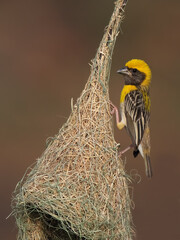 Baya Weaver is a weaverbird found across the Indian Subcontinent. Known for their hanging retort shaped nests woven from grass.