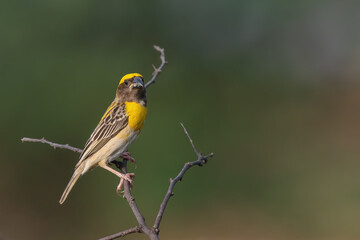 Baya Weaver is a weaverbird found across the Indian Subcontinent. Known for their hanging retort shaped nests woven from grass.