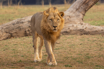 Male lion walking head on