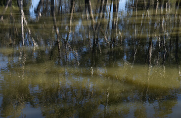 River tree reflections