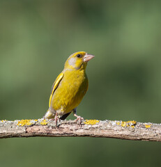 European greenfinch, Chloris chloris. A bird sits on a beautiful branch on a green background