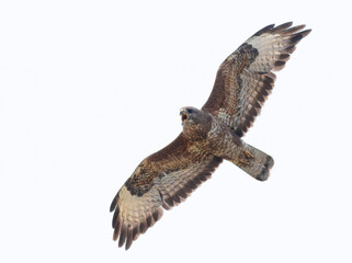 Common buzzard, Buteo buteo. Bird screaming, calling in flight, white background
