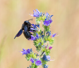 Carpenter bee, Xylocopa valga. The insect feeds on nectar from wildflowers