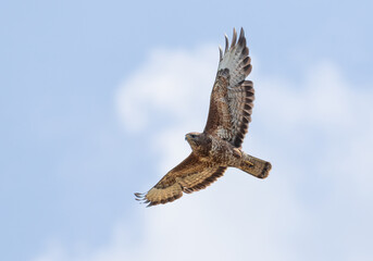 Common buzzard, Buteo buteo. A bird flies against a cloudy sky