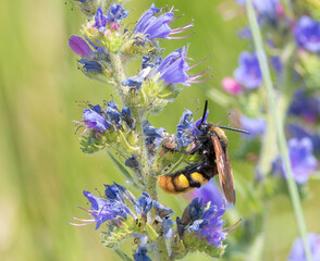 Megascolia maculata. The insect feeds on nectar from wildflowers