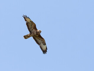 Common buzzard, Buteo buteo. A bird screaming, calling, flying against the blue sky