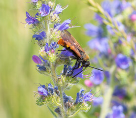 Megascolia maculata. The insect feeds on nectar from wildflowers