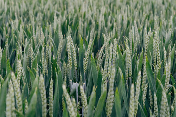 Close-up of wheat