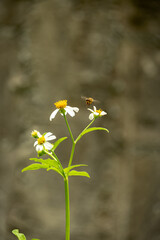 Flying bee on daisies in a field