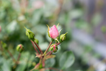Colorful roses in the garden