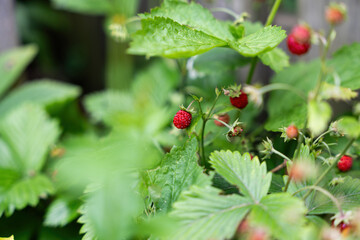 Wild strawberries in the garden