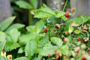 Wild strawberries in the garden