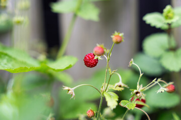 Obraz premium Wild strawberries in the garden