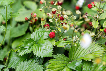 Wild strawberries in the garden