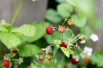 Wild strawberries in the garden
