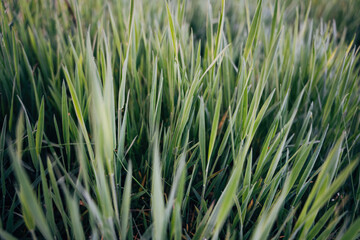 Close-up of wheat