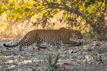 Leopard hunting on the ground