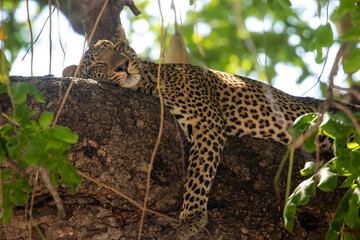 Leopard sleeping in tree © Cheryl