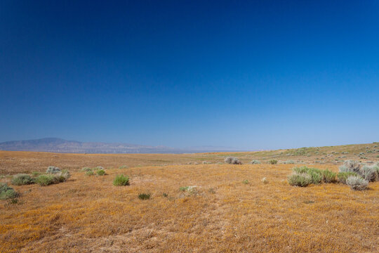 Antelope Valley Flower Field in Drought Year