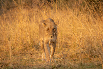 Lioness walking towards camera with golden grass in background