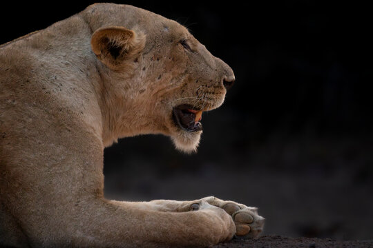 Portrait of lioness head and paws
