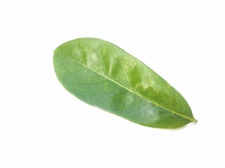 fresh soursop leaf isolated on white background	