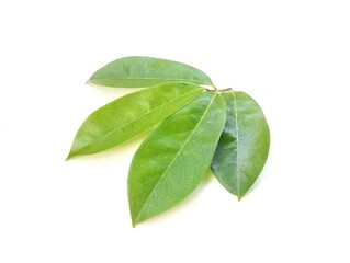 fresh soursop leaves isolated on white background	