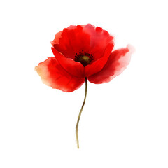 Single red poppy flower with expressive watercolor texture on transparent background