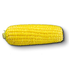 A fresh ear of corn showcasing its bright yellow kernels, perfect for cooking or snacking.