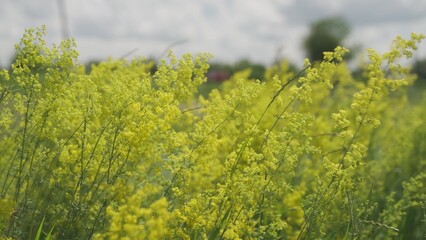 Obraz premium Yellow flowers in the meadow sway in the wind against the background of a blue sky, the concept of growing wildflowers, beautiful grass growing in a wooded area in nature.